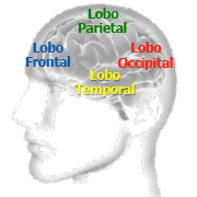 brain-model-pt.jpg
